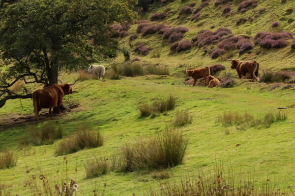 Highland Cows on Levisham Moor, The North York Moors National Park