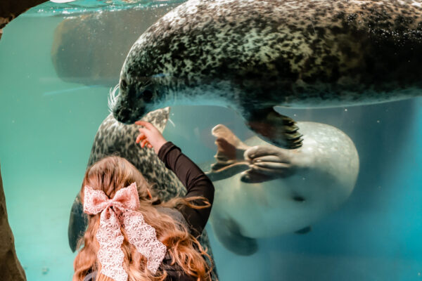 sealife scarborough, seal.